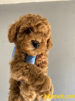 MİNİ BOY RED BROWN TOY POODLE AVRULARI 2