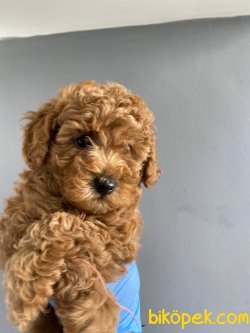 MİNİ BOY RED BROWN TOY POODLE AVRULARI 3