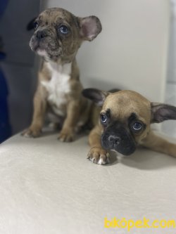 ÖZEL RENK FRENCH BULLDOG YAVRULAR 3