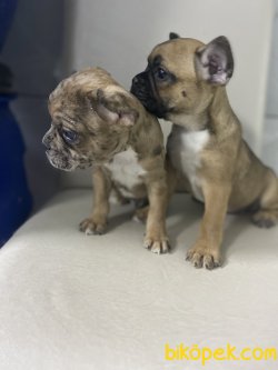 ÖZEL RENK FRENCH BULLDOG YAVRULAR 2