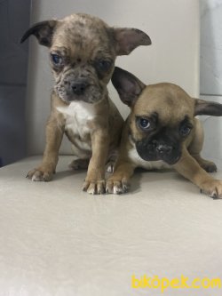 ÖZEL RENK FRENCH BULLDOG YAVRULAR 1