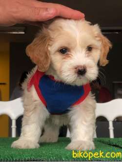 Özel Renk Geçişlerine Sahip Maltipoo Yavrularım 3