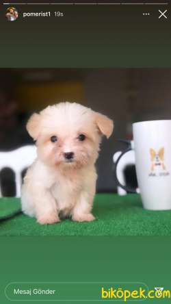 Özel Renk Geçişlerine Sahip Maltipoo Yavrularım 2