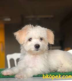 Özel Renk Geçişlerine Sahip Maltipoo Yavrularım 1