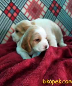 Özel Renk Harika Beagle Yavrularımız 4