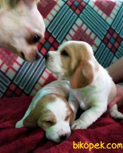 Özel Renk Harika Beagle Yavrularımız 1
