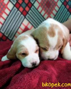 Özel Renk Harika Beagle Yavrularımız 5