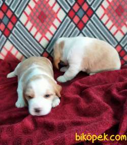 Özel Renk Harika Beagle Yavrularımız 3