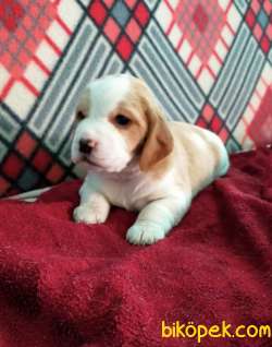 Özel Renk Harika Beagle Yavrularımız 2