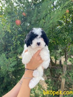 OZEL RENK HARLEQUIN POODLE BEBEKLER 3