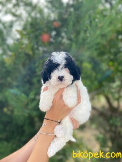 OZEL RENK HARLEQUIN POODLE BEBEKLER 2