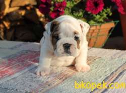 Ozel Renk Ingiliz Bulldog Yavrular 1