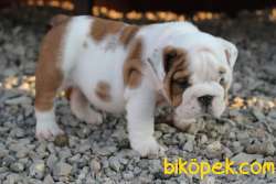 Ozel Renk Ingiliz Bulldog Yavrular 3