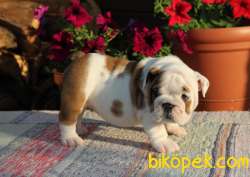 Ozel Renk Ingiliz Bulldog Yavrular 2