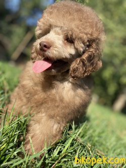 ÖZEL RENK LİLAC POODLE BEBEĞİMİZ 3