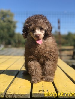 OZEL RENK LILAC TOY POODLE YAVRUMUZ 2