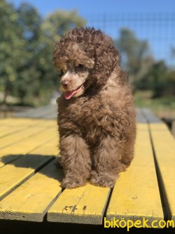 OZEL RENK LILAC TOY POODLE YAVRUMUZ 1