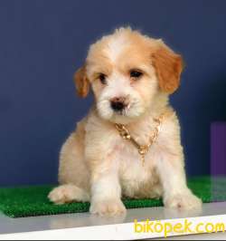 ÖZEL RENK MALTİPOO 1