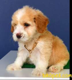 ÖZEL RENK MALTİPOO 3