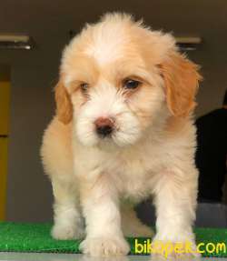 ÖZEL RENK MALTİPOO 2