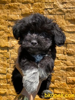 OZEL RENK MALTIPOO YAVRULAR 2