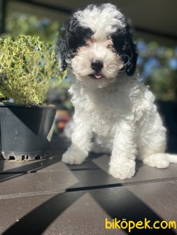 ÖZEL RENK MEDİUM HARLEQUİN POODLE UYGUN FİYAT 1