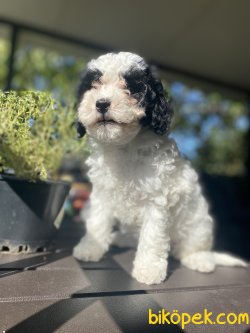 ÖZEL RENK MEDİUM HARLEQUİN POODLE UYGUN FİYAT 3