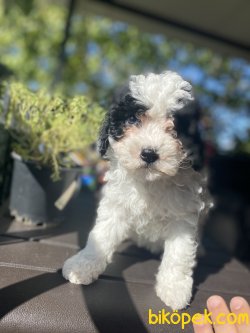 ÖZEL RENK MEDİUM HARLEQUİN POODLE UYGUN FİYAT 2