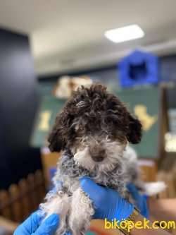 OZEL RENK MEDIUM POODLE YAVRUMUZ 2