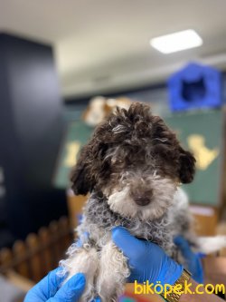 OZEL RENK MEDIUM POODLE YAVRUMUZ 3