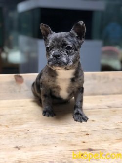 ÖZEL RENK MERLE FRENCH BULLDOG 3