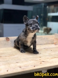 ÖZEL RENK MERLE FRENCH BULLDOG 2