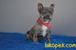 ÖZEL RENK MERLE FRENCH BULLDOG YAVRUMUZ 1