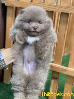 ÖZEL RENK NADİR BULUNAN LILAC POMERANİAN BOO 2