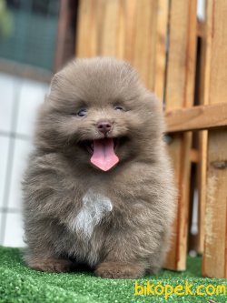 ÖZEL RENK NADİR BULUNAN LILAC POMERANİAN BOO 3