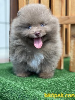 ÖZEL RENK NADİR BULUNAN LILAC POMERANİAN BOO 4