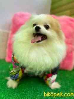 Özel Renk Partycolour Pomerani̇anboo 2