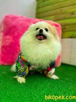 Özel Renk Partycolour Pomerani̇anboo 3