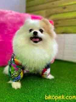 Özel Renk Partycolour Pomerani̇anboo 1