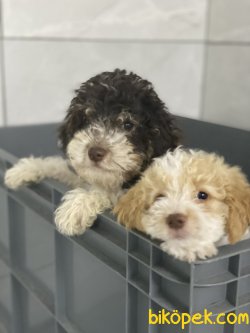 OZEL RENK POODLE YAVRULARIMIZ 2