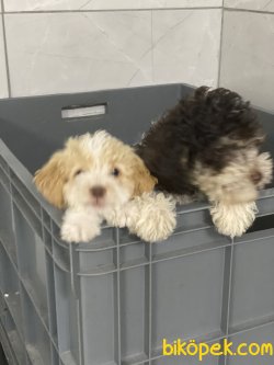 OZEL RENK POODLE YAVRULARIMIZ 3