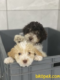 OZEL RENK POODLE YAVRULARIMIZ 1