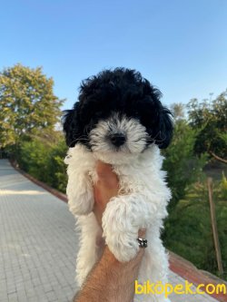 Özel Renk Poodle Yavrularımız 3