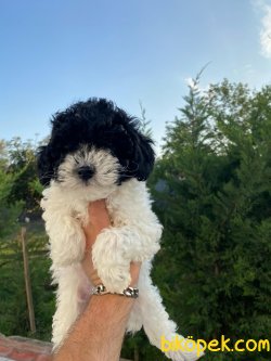 Özel Renk Poodle Yavrularımız 1