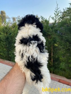 Özel Renk Poodle Yavrularımız 4