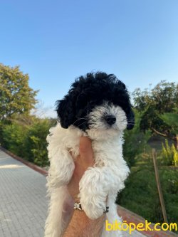 Özel Renk Poodle Yavrularımız 2