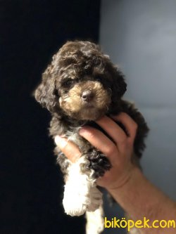 ÖZEL RENK POODLE YAVRUMUZ 3