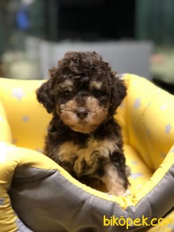 ÖZEL RENK POODLE YAVRUMUZ 3