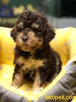 ÖZEL RENK POODLE YAVRUMUZ 1