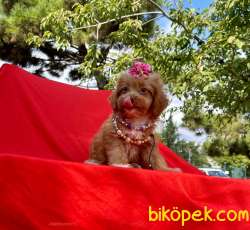 Özel Renk Red Brown Maltipoo Yavrular 4
